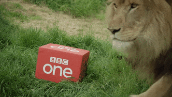 lion bbcbigcats GIF by BBC