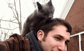 catmanian cats who are warmingly welcomming their humans GIF