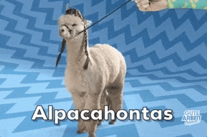 alpaca lol GIF by funk