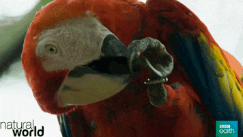 natural world parrot GIF by BBC Earth