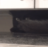 Cat Tongue GIF by Chris