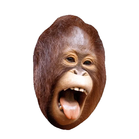 funny animals laughing STICKER by imoji