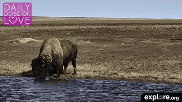 canada bison GIF by explore.org