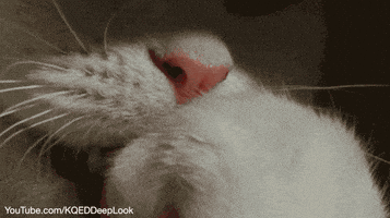 cat tongue GIF by PBS Digital Studios