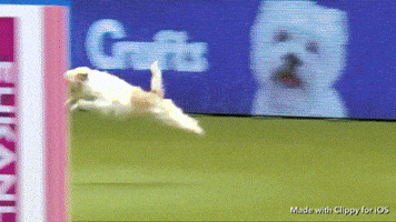 tibor  GIF