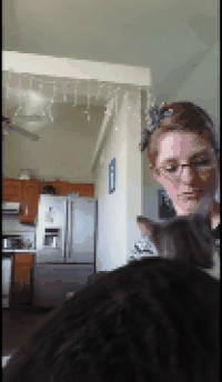 catmanian cats who are warmingly welcomming their humans GIF