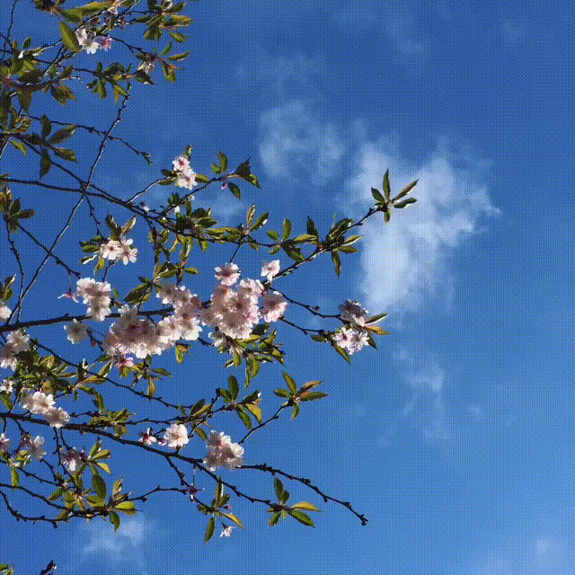 house-of-thol spring blossom blue skies GIF
