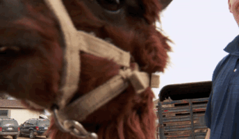 Nat Geo Wild GIF by The Incredible Dr. Pol