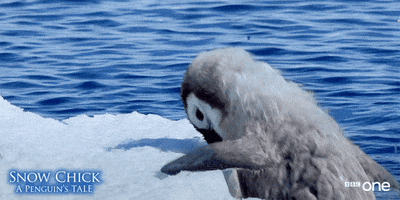 bbc one penguin GIF by BBC