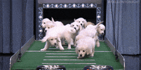 tonight show puppies GIF by The Tonight Show Starring Jimmy Fallon