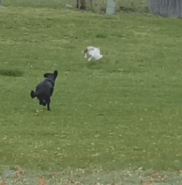 View Funny Cats And Dogs Gif Images