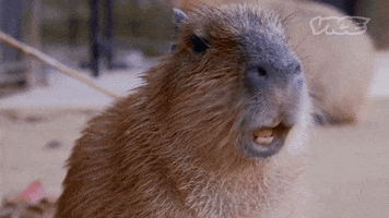 Capybara GIF by VICE España