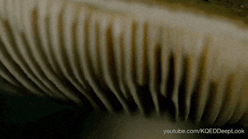 poisonous mushroom GIF by PBS