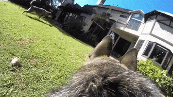 dog coming GIF by Nat Geo Wild 