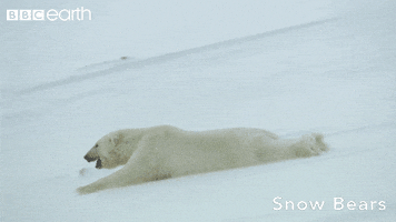polar bear snow GIF by BBC Earth