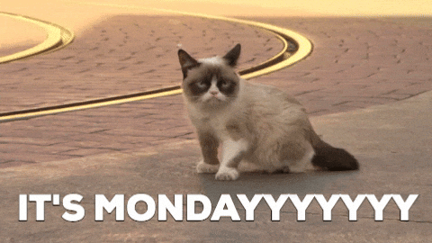 Grumpy Cat GIF by Nebraska Humane Society
