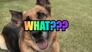 What??? GIF