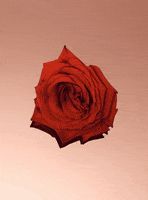valentines day love GIF by Studio Ultradeluxe