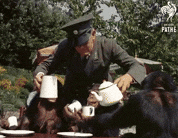 Monkey Stikbold GIF