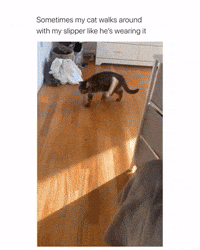 Beskrivende halskæde Våbenstilstand Cat-slipper GIFs - Get the best GIF on GIPHY