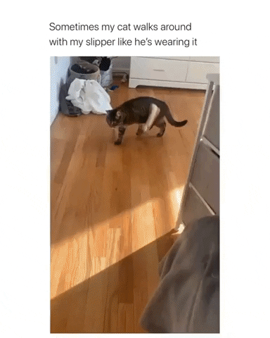 Cat Omg GIF by JustViral