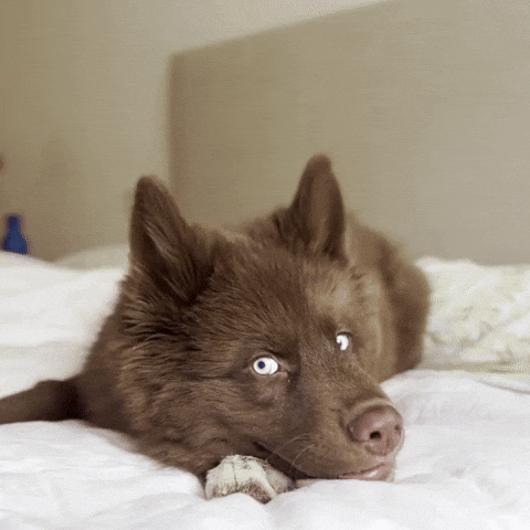 Red Husky GIF