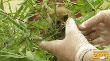 Baby Critter GIF by Brookfield Zoo