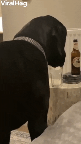 Great Dane Drinks From Glass GIF by ViralHog