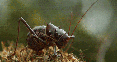 cricket spraying GIF