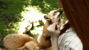 Japan Foxes GIF by Digg