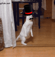top hat cat GIF