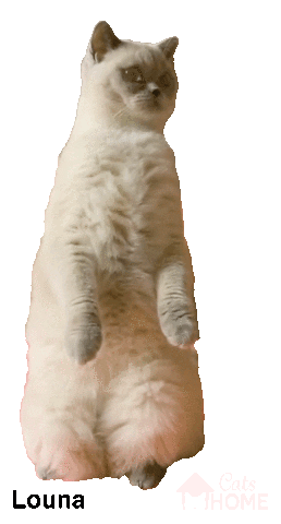 Cat Louna Sticker by CatsHome