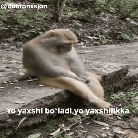 Sad Monkey GIF