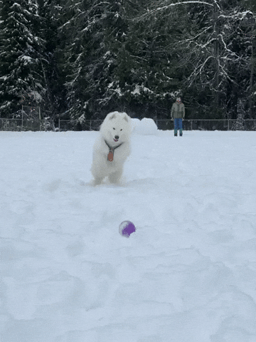 Fun Dog GIF