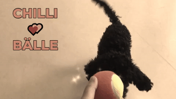 Chilli GIF