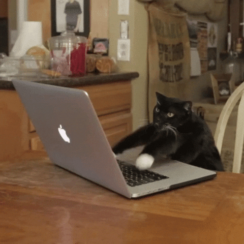 Video gif. A black cat with white paws busily types at a laptop.