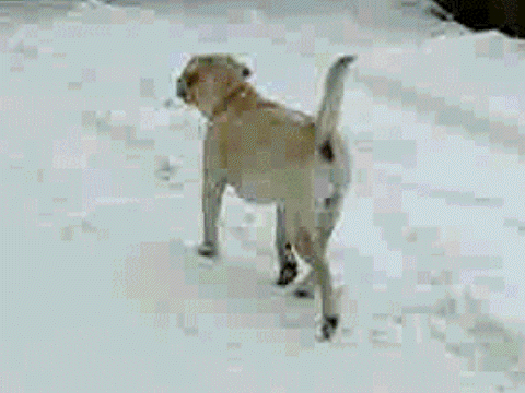 Featured image of post Slow Motion Dog Run Gif Link to this page slow motion dog jump sofa fail