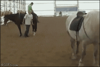 jumping horse gif