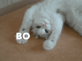 Cats Aww GIF by NewQuest