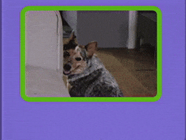 Dog Greeting GIF by GIPHY Studios 2021