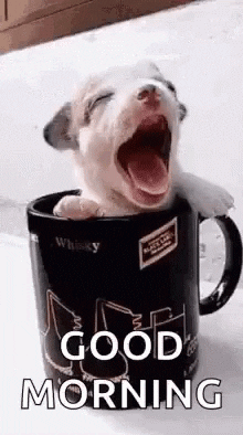 Funny Good Morning GIFs - Get the best GIF on GIPHY