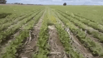 Deepagro GIF