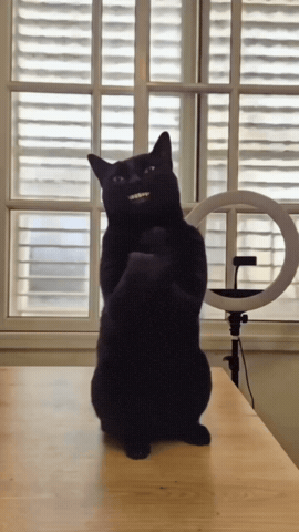 Cat Meme GIF