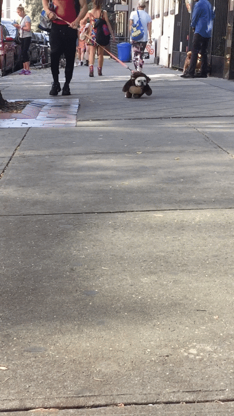 Oscar The Frenchie / Irresistible Charlie GIF - Find & Share on GIPHY