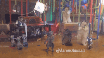 yef truth cat party truthorange aaron's animals GIF