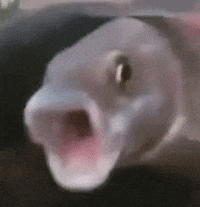 Weird Fish GIFs - Find & Share on GIPHY