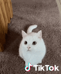 Chaton Gifs Get The Best Gif On Giphy