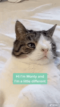 So-cute GIFs - Get the best GIF on GIPHY