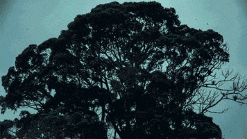 Tree GIF