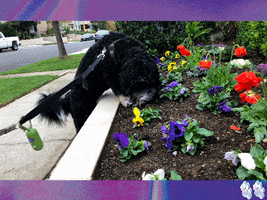 Dog Admire GIF by Super Chill Paws